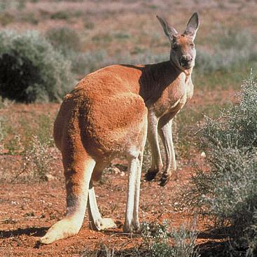 Kangaroo Brown
